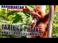 Орангутаны в национальном парке Tanjung Puting