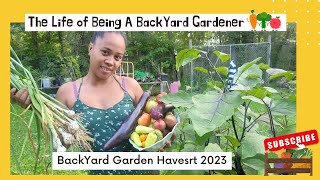 BackYard Garden Harvest 2023'