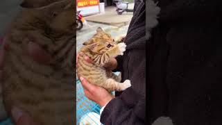 This Cat Picked Its Owner