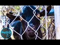 Top 10 Hybrid Animals That Should NOT EXIST