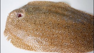 無数に『目』がある呪われた魚を食べてみると、、