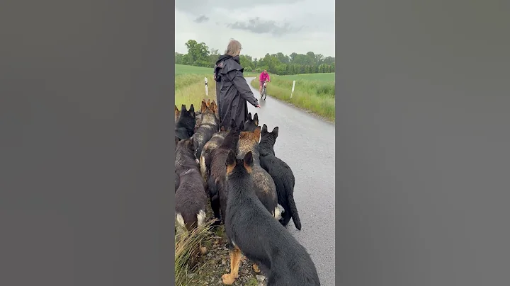 Dog pack meets bicycle #germanshepherd #animals