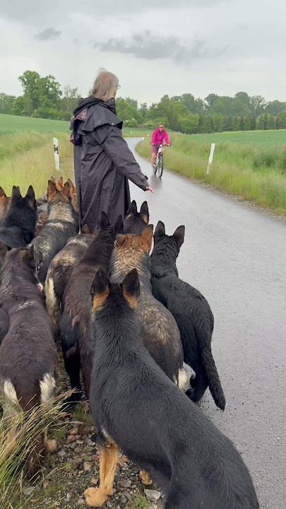 Dog pack meets bicycle #germanshepherd #animals