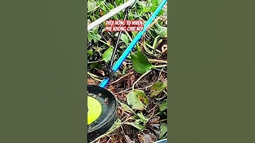 Câu cá rô phi trúng cá diêu hồng #caucatunhien #moicauca