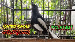 TERAPI KACER GACOR TEMBAKAN TAJAM MENAIKAN EMOSI DAN BIRAHI KACER BAHAN AGAR CEPAT GACOR, 99% NYAUT!