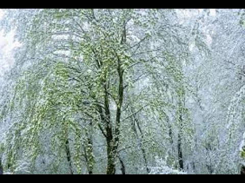 “შეხვედრა ბონდთან“ მაია სიჭინავა /Author songs maia sitchinava