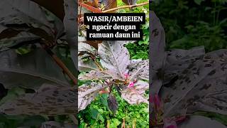 Daun ungu #ambeien #wasir #setiaherbal