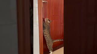 Cat Wants To Open The Door