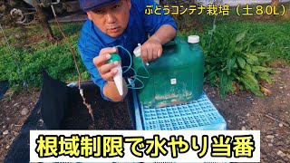 「ぶどうの作業」コンテナで根域制限と水やり当番！