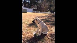 Turkish Boz Shepherd 4.5 months old by BOZ KENNEL USA 2,997 views 10 years ago 1 minute, 40 seconds