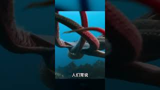 動物界感人故事!母愛超越生死,為孩子無私奉獻的一刻! #动物世界 #动物解说 #科普 #纪录片 #搞笑