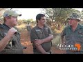 Bushveld Lion Hunt - 9 days of perseverance, 2019 Warthog Safaris