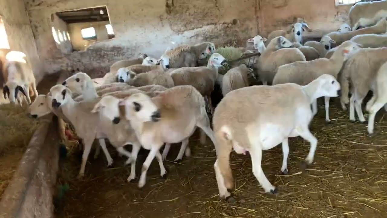ڤيديو قبل ربيع 200 نعجة كانت كتاكل 1500 درهم لنهار الحمذ الله عل نعمة ربيع