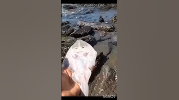 Thumbnail of A happy ending - Watch the inspiring rescue of these stingray fish 🥺#shorts