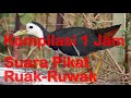 Kompilasi 1 Jam Lebih Suara Pikat Ruak Ruak dan Tikusan
