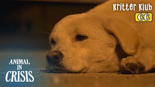 Dog Still Waits For His Guardian Who Abandoned Him On A Dangerous Freeway l Animal in Crisis Ep 353