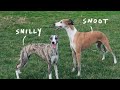 Daily Life of Whippets