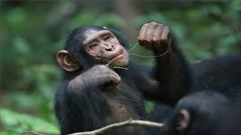 Kirby Canvas Curse - Iello Adventure - Just playing DS games