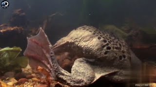 Suriname Toad Incredible Animals Suriname Toad