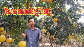 Việc cần làm cho cây bưởi Diễn tháng 7 tháng 8 âm lịch || bưởi Rỏn