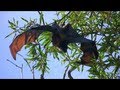 GREY-HEADED FLYING FOXES in Sydney Royal Botanic Gardens - Australia