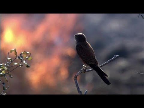 Vidéo: Pourquoi les pyromanes aiment-ils le feu ?