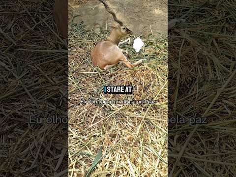 Hebben jullie dit ook nodig om met elkaar in contact te komen? #beste #grappige #korte #wildlife ...