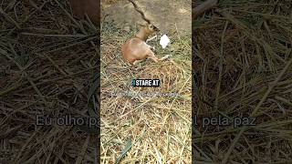 Download Lagu Is that why you stare at the screen? #best #funny #shorts #wildlife #jokes MP3