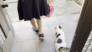 My cat quietly sees off the owner at the front door.