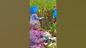 Semprot tanaman jagung dengan drone canggih #jagung #panenjagung