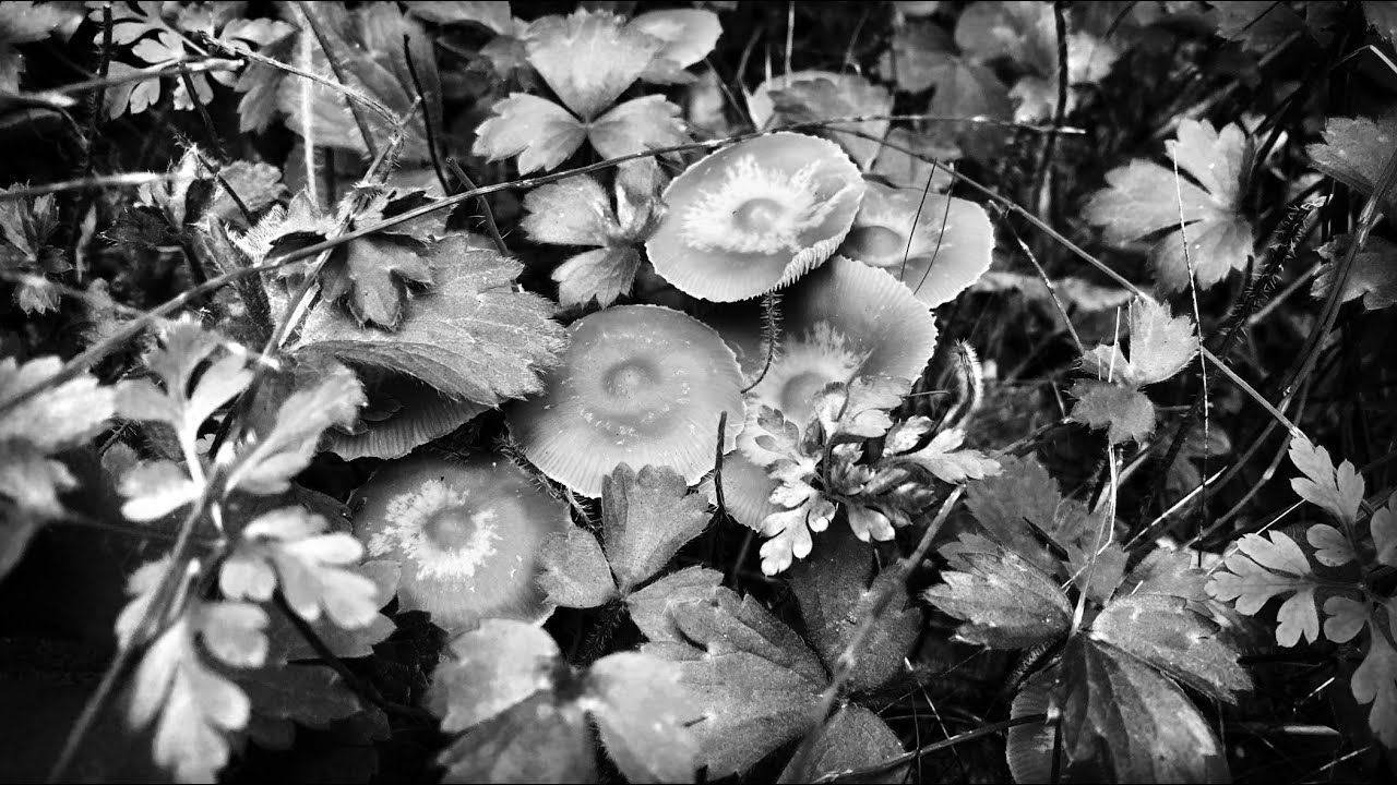 Mycorrhiza II: Fruiting Bodies Fall