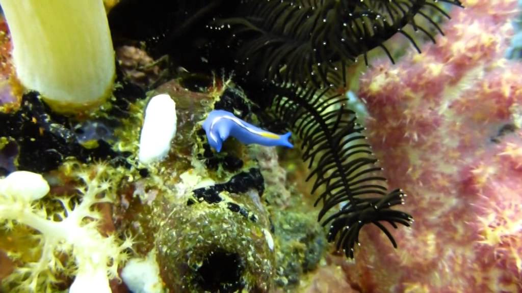 Romblon, Philippines, Agtongo - diving with Cabanbanan Dive Resort ...