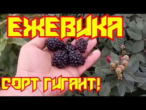 'Самый крупный сорт