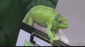 New robot can change colors like a chameleon