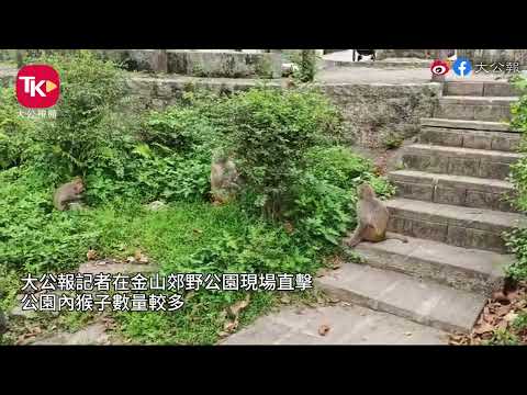 【猴疱疹病毒丨金山郊野公園遊客眾多，不少人無懼與猴接近】