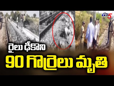 Tragic Mishap in Kamareddy : 90 Sheep Lost Life in Train Accident | TV5 News - TV5NEWS