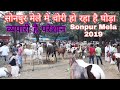 Sonpur Horse Mela 2019 सोनपुर मेले मे चोरी हो रहा है घोड़ा व्यपारी है परेशान