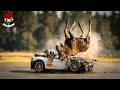99 Terrifying Animal Accidents Caught on Camera | Shocking Road Collisions