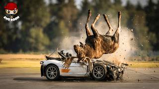 99 Terrifying Animal Accidents Caught on Camera | Shocking Road Collisions