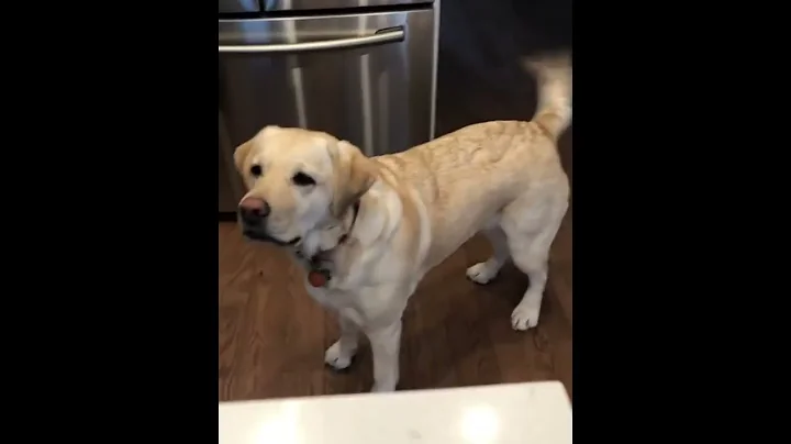 the lab millie BtbDRiSAgID