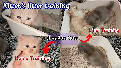 Video 5377001: persian kitten training, kitten litter training
