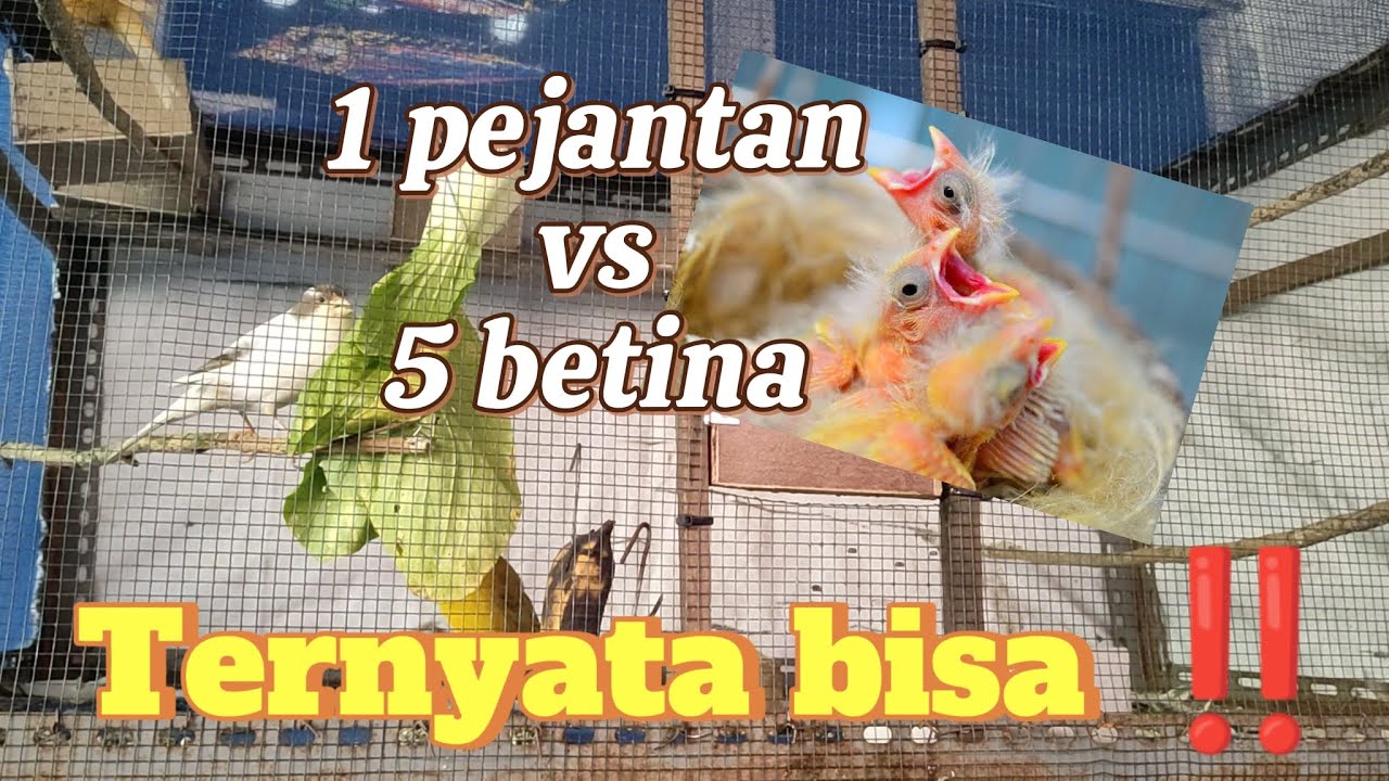 Pasti cuan 🤩 Sesimpel ini ternak KENARI sistem Koloni ‼️