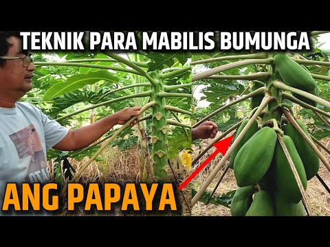 Video: Ang Aking Pawpaw ay Hindi Namumunga - Mga Dahilan ng Walang Bunga sa Isang Pawpaw Tree