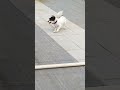 rishta dilo ka🙏🐶🥰😍😇#doglovers#doggielife#lovesong #like #love #share #subscribemychannel