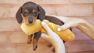 Funniest \& Cutest Dachshund Puppies #4