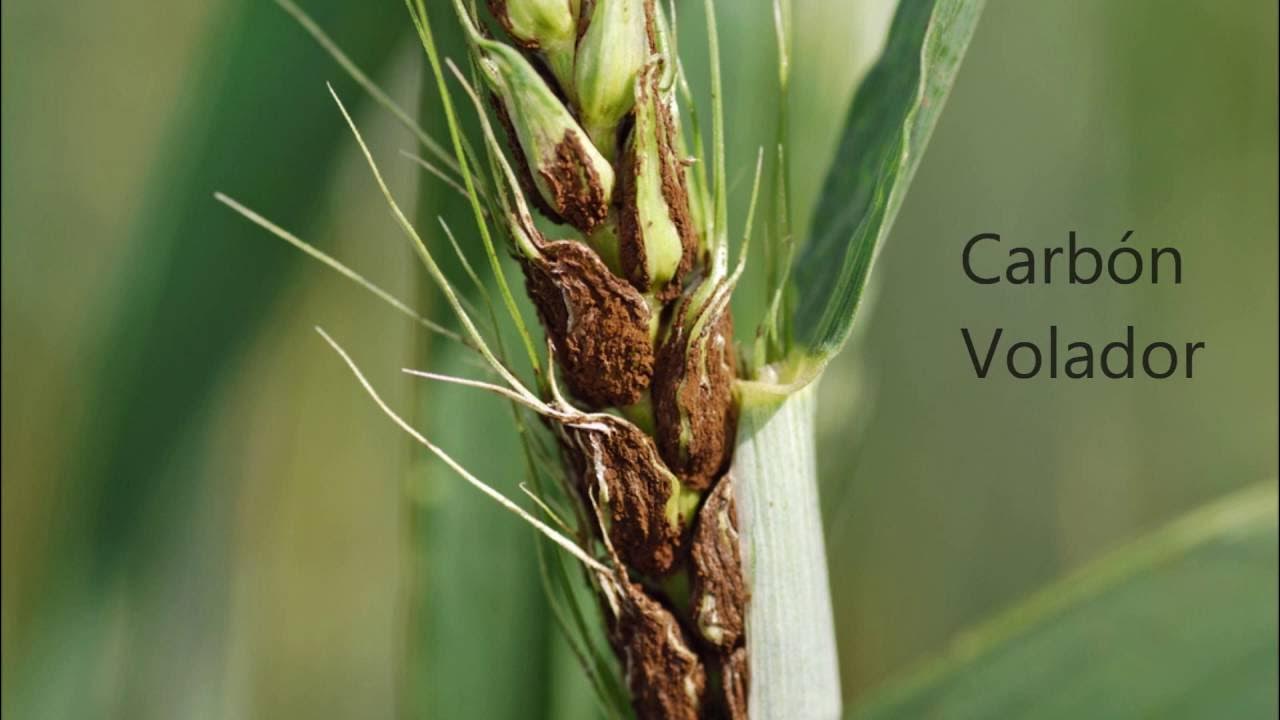 Грибы паразиты растений. Вредители пшеницы. Пыльная головня кукурузы. Грибы паразиты спорынья сообщение. Головня рис.