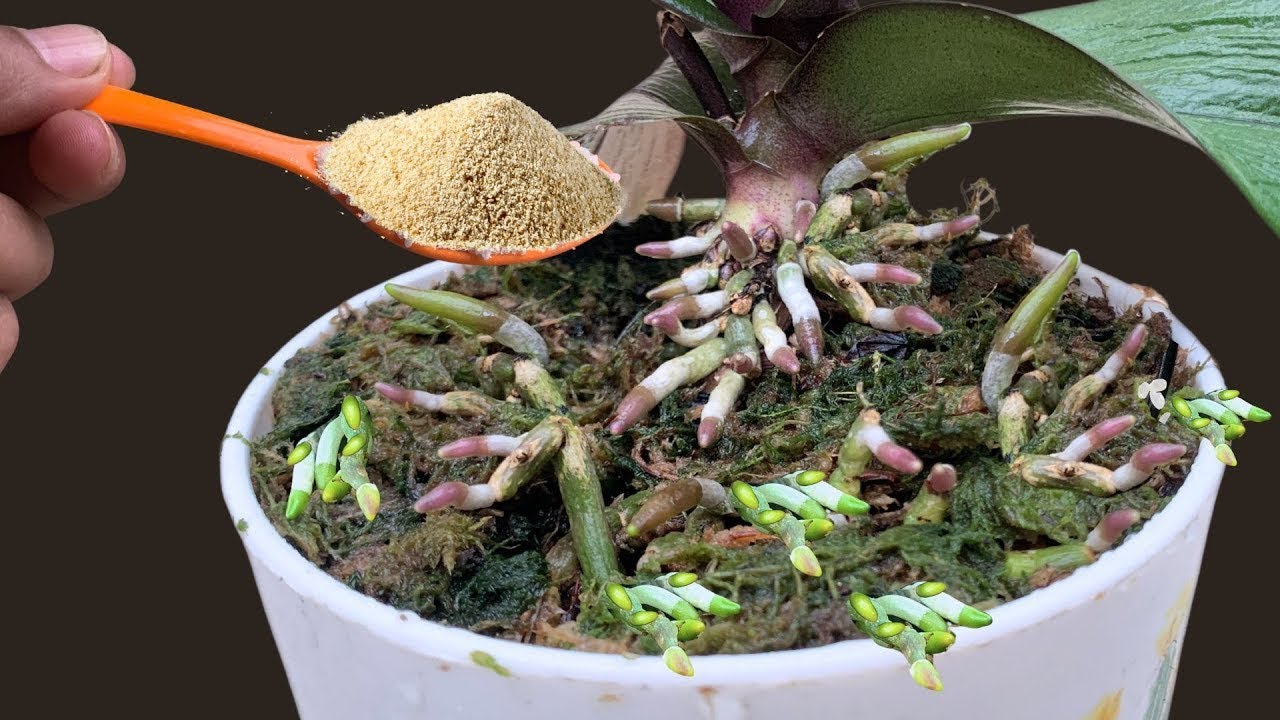 Sprinkle 1 spoon! Even weak orchids take root and bloom like crazy