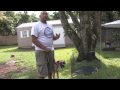 Dog Training : How to House Train an Older Dog Dog Training : How to House Train an Older Dog