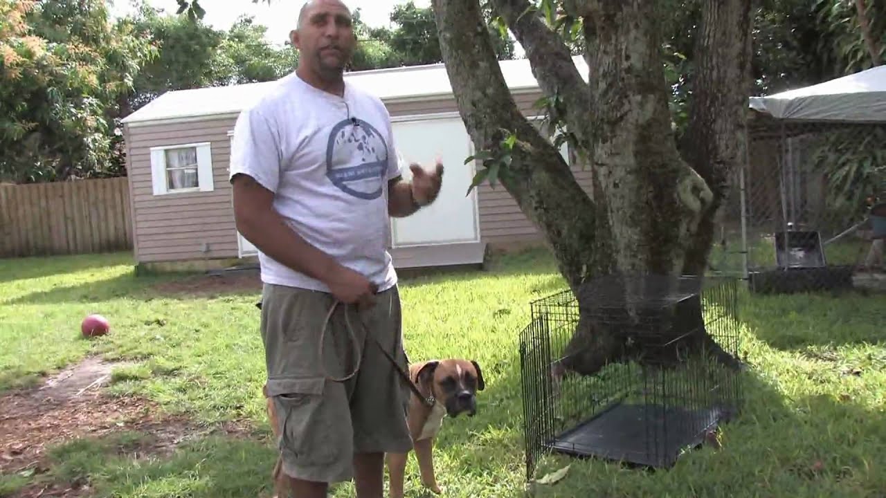 Dog Training How to House Train an Older Dog YouTube