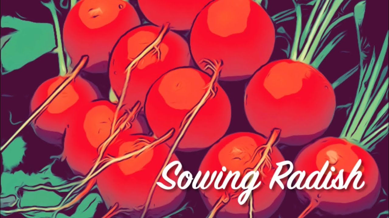 Sowing Radish